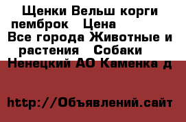 Щенки Вельш корги пемброк › Цена ­ 35 000 - Все города Животные и растения » Собаки   . Ненецкий АО,Каменка д.